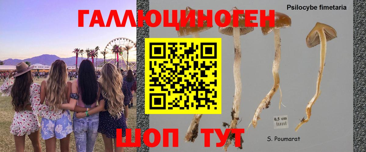 Тихвин  Псилоцибиновые грибы мицелий  Вход с VPN 